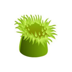 Green Anemone